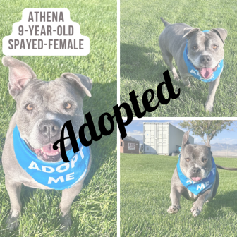 Athena - Adoption